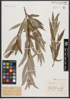 Foto von Salix alba L.